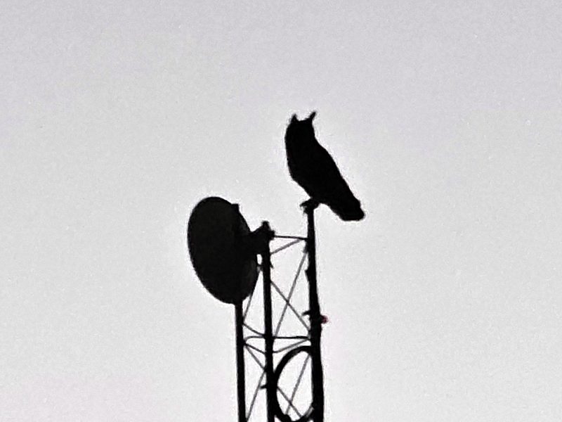 Great horned owl perched on a tower top beside a dish at dusk